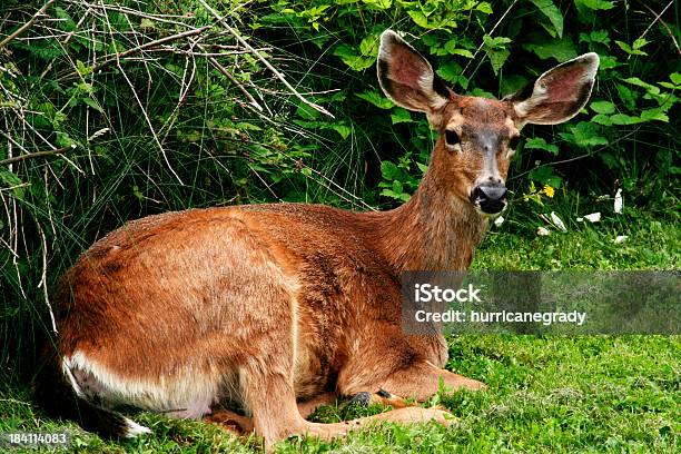 Deer En Reposo Foto de stock y más banco de imágenes de Acostado - Acostado, Aire libre, Animal