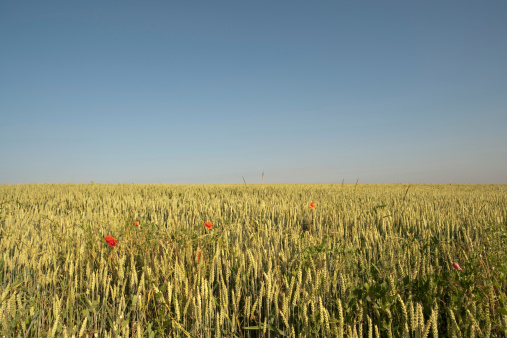 Horizon over land with wheat field and some poppy seed flowers in the foreground. Clear blue sky in the background. Made at morning with low sunlight.