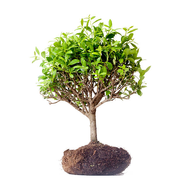 bonsai - small plants imagens e fotografias de stock