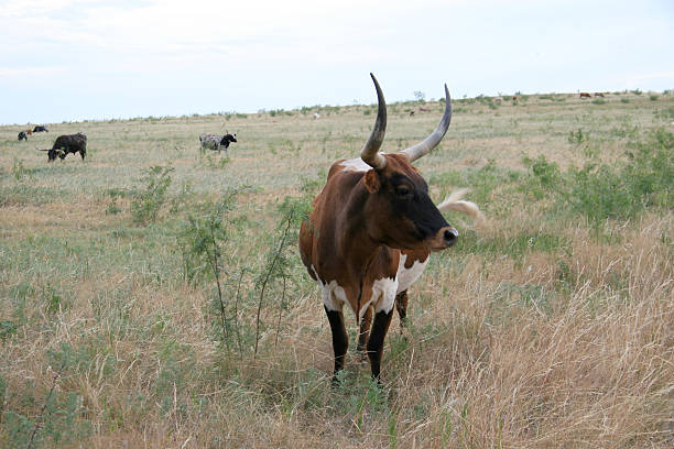 触れるオオツノウシ - texas texas longhorn cattle bull landscape ストックフォトと画像