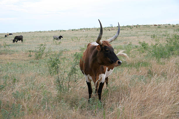 Grazing Texas longhorn cattle
