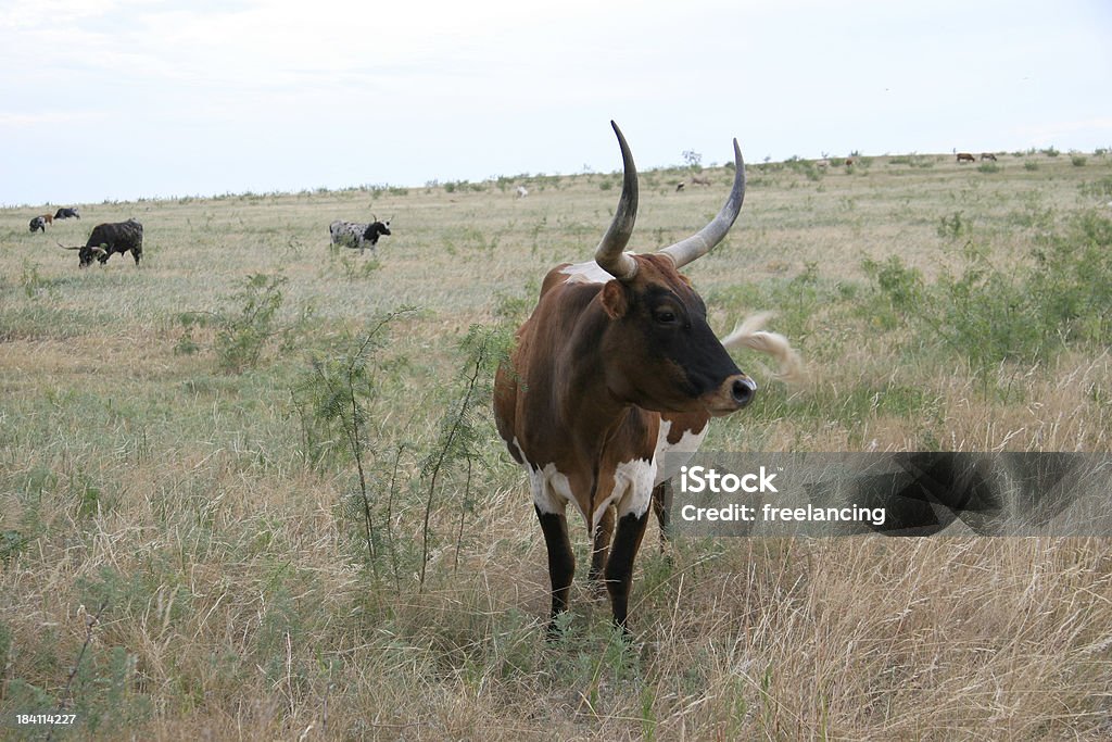 Grazing Texas longhorn cattle Longhorn cattle graze and gaze on the famous Rayzor Ranch in Denton, Texas. Denton - Texas Stock Photo