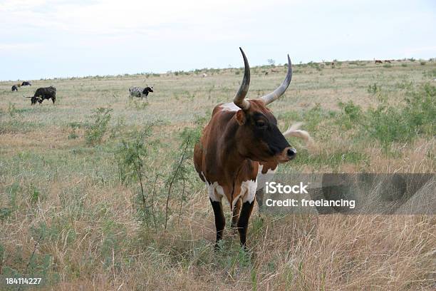 Grazing Texas Longhorn Cattle Stock Photo - Download Image Now - Denton - Texas, Texas, Mesquite - Nevada