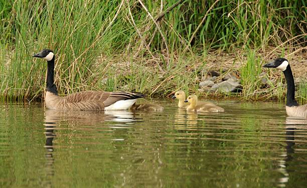 istock Canadian Geese with Goslings 184114324