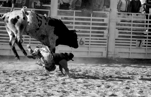 Cowboy falls to the ground and scrambles to get away from the angry bull.  Some motion blur.  Focus is on the bull.
