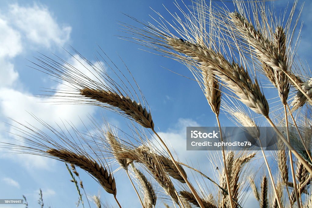 Campo de trigo - Foto de stock de Agricultura libre de derechos