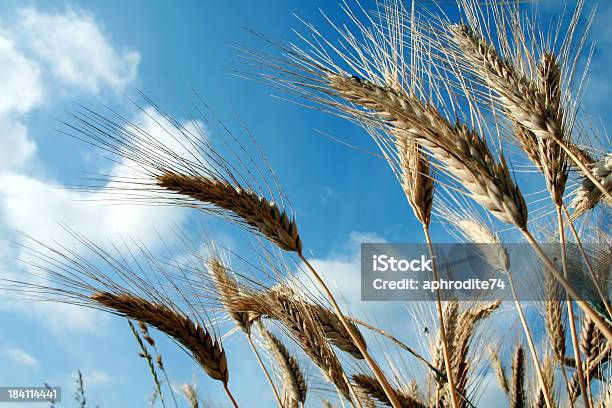 Campo De Trigo Foto de stock y más banco de imágenes de Agricultura - Agricultura, Alimentar, Alimento