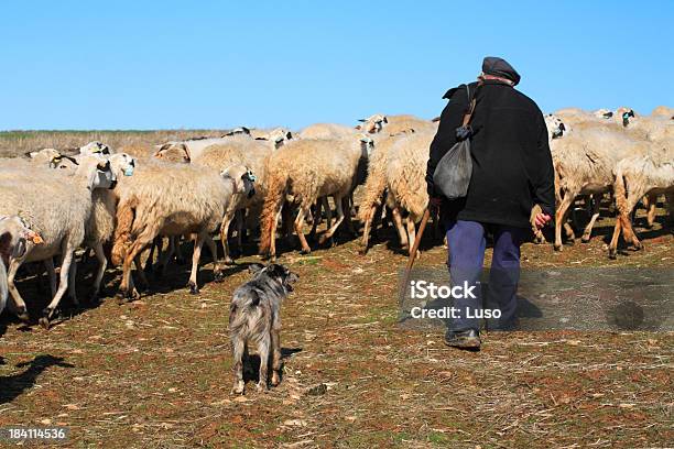 Photo libre de droit de Sheeps Berger Portugal banque d'images et plus d'images libres de droit de Berger - Berger, Gardien de moutons, Mouton