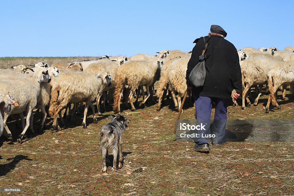 Sheeps & 양치기 (포르투칼 - 로열티 프리 목자 스톡 사진