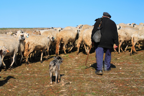 Sheep in the pasture. Portugal, in a little vilage called Freixedelo, (23 Km from the city of Bragança ) in the north rural region of Portugal, called Tras-os-montes.