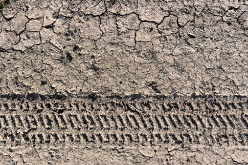Tire tracks and animal tracks in dried mud