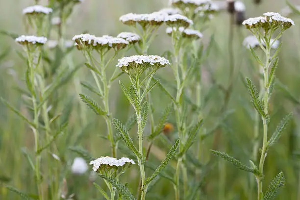 "Variable, short to medium, hairy, stoloniferous perennial, generally patch-forming, strong-smelling; stems erect, unbranched. Leaves feathery, lanceolate, finely 2-pinnately-lobed, with small narrow segments. Flower heads small, white, occasionally pink or reddish, with a white or cream disk, 4-6mm, borne in dense flat-topped heads; rays short.Habitat: Grassy places, pastures, meadows, grassy heaths, road verges, hedge banks, lawns and waste places, on calcareous or slightly acid soils.Flowering Season: July-October.Distribution: Throughout Europe, except Spitsbergen.Yarrow is known as Herbal Medicine.Related imagesA"