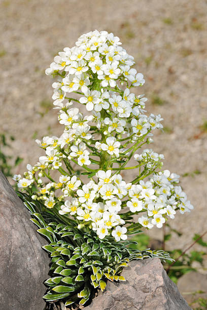 istock Langblatt Steinbrech, saxifrage, genus Saxifraga (XXXL) 184114672