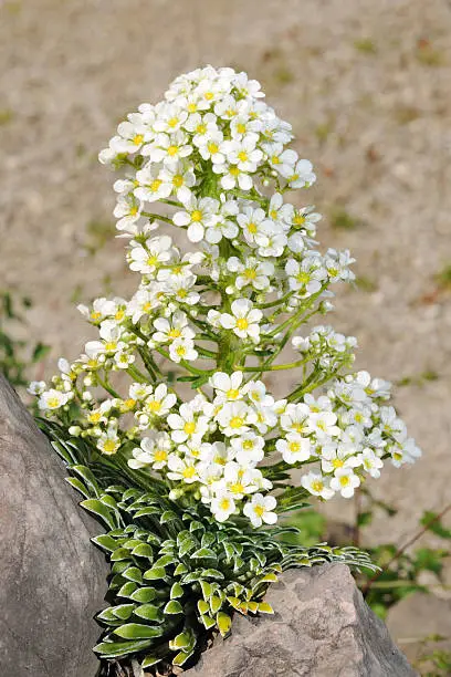 "Langblatt Steinbrech, saxifrage, genus Saxifraga (XXXL)"