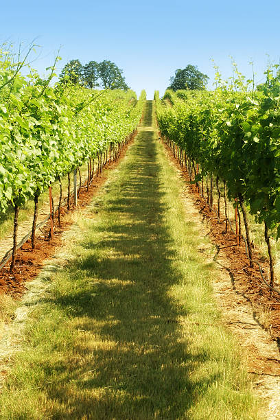istock A row of green grapes in a vineyard 184114687