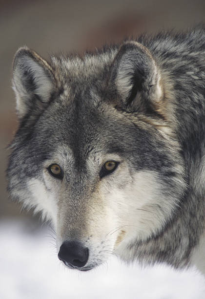 Lobo de partida - foto de acervo