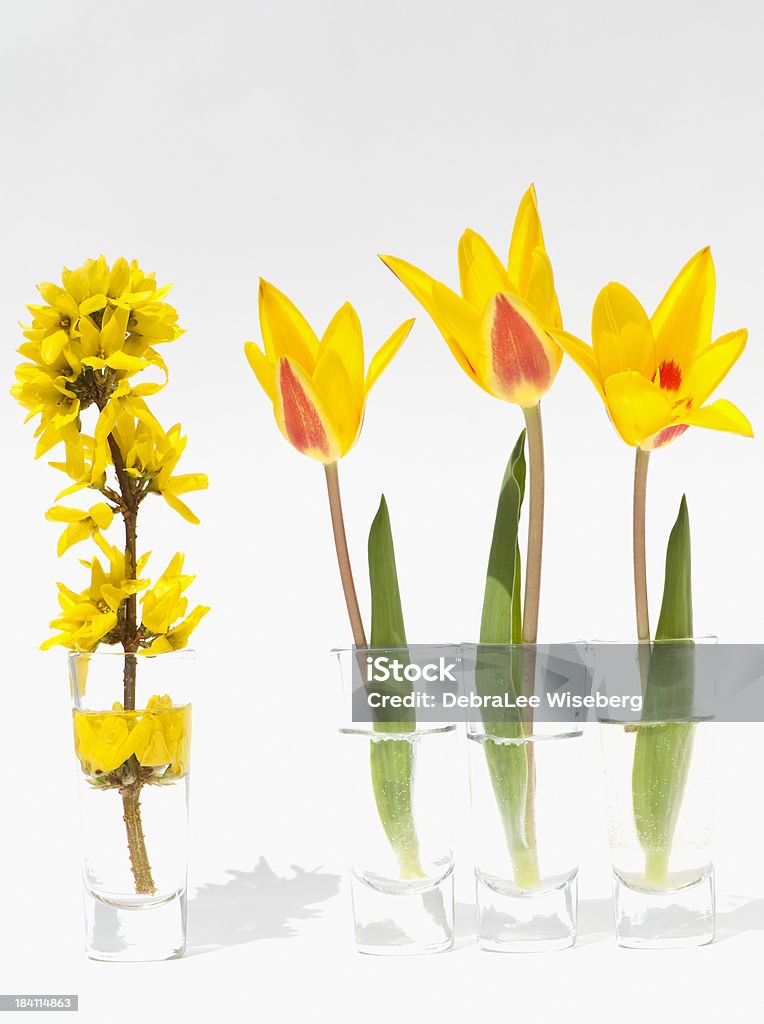 Yellow Serie - Lizenzfrei Blume Stock-Foto