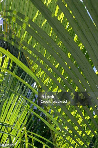 Palmeira Tropical - Fotografias de stock e mais imagens de Ao Ar Livre - Ao Ar Livre, Arbusto, Botânica - Ciência de plantas