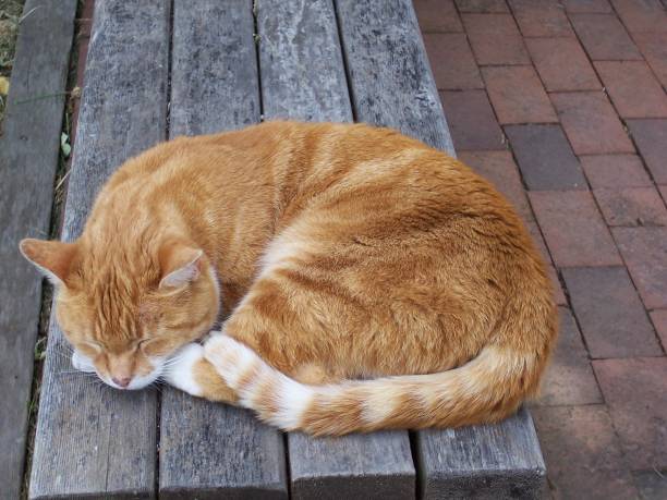 Kitty sleeping on bench stock photo