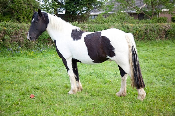 istock paint horse - full body 184115107