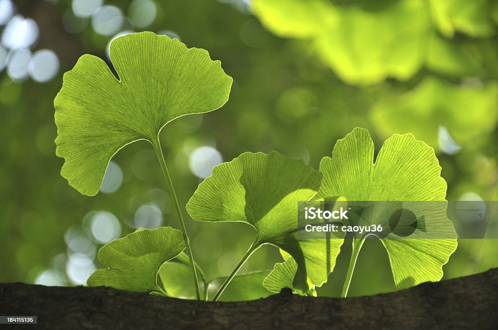 Belleza en la naturaleza - Foto de stock de Aire libre libre de derechos