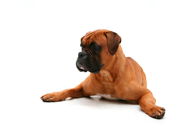 istock I've got my eye on you 184115246