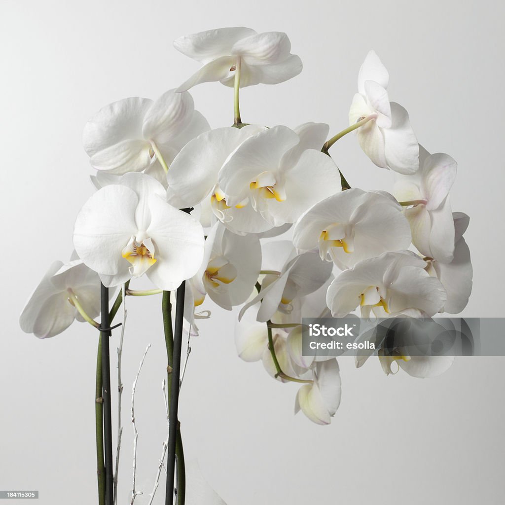 Phalaenopsis Orchidées blanches - Photo de Blanc libre de droits