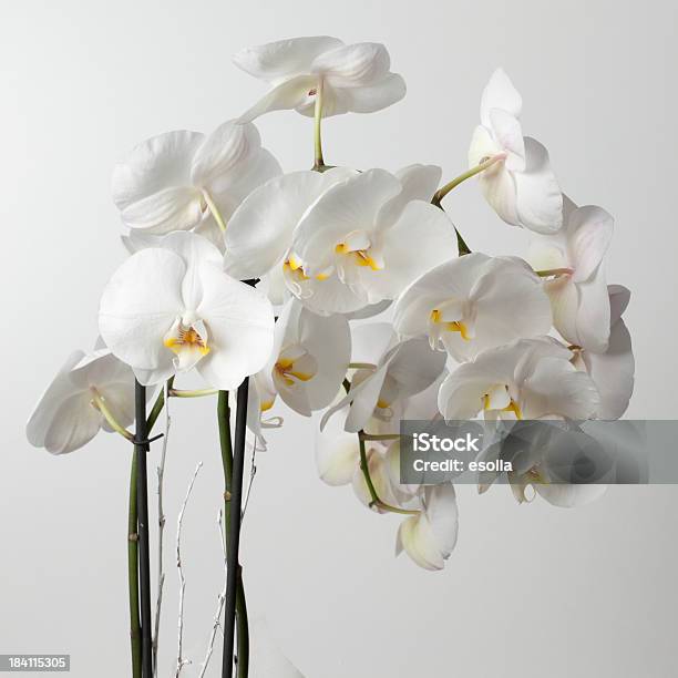 Photo libre de droit de Phalaenopsis Orchidées Blanches banque d'images et plus d'images libres de droit de Blanc - Blanc, Carré - Composition, Fleur - Flore