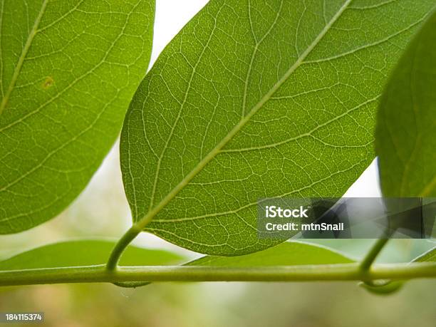 Foto de Folhas Verdes e mais fotos de stock de Beleza - Beleza, Colorido, Esparso