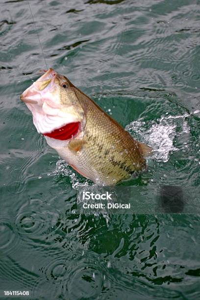 Bass Fishing 00 Stock Photo - Download Image Now - Animal Body Part, Animal Mouth, Catching