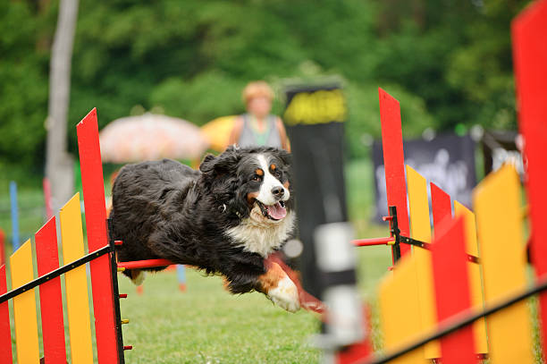 istock Bernese Mountain Dog jumps 184115478