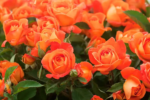 A vibrant display of orange roses called Super Trouper - as in the Abba song title. This Floribunda rose was awarded the novelty Rose of the Year award in 2010.