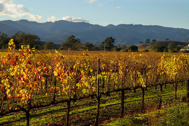 An autumn vineyard being grown at Napa Valley, California stock photo
