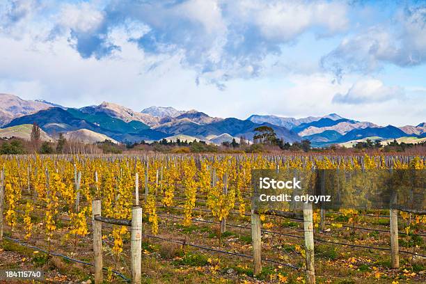 Inverno Vineyard - Fotografie stock e altre immagini di Regione di Marlborough - Nuova Zelanda - Regione di Marlborough - Nuova Zelanda, Nuova Zelanda, Azienda vinicola