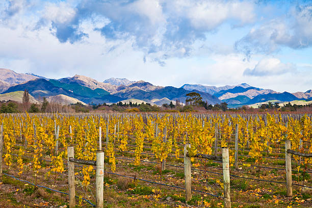 Winter vineyard "Bare Vineyard in the Marlborough area, South Island, New Zealand" marlborough new zealand stock pictures, royalty-free photos & images