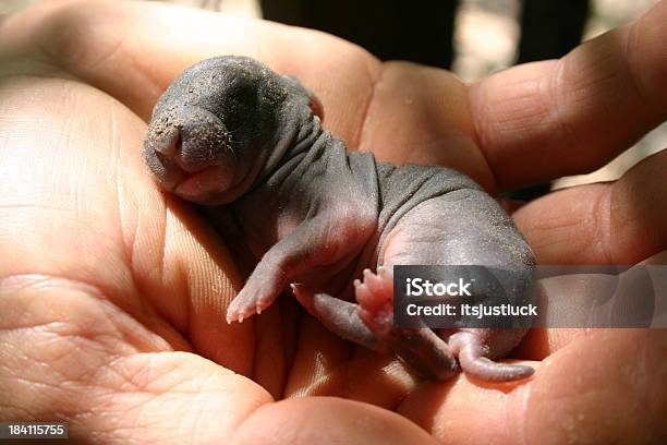 Primera Aire Foto de stock y más banco de imágenes de Conejo - Animal - Conejo - Animal, Recién nacido - Animal joven, Conejito