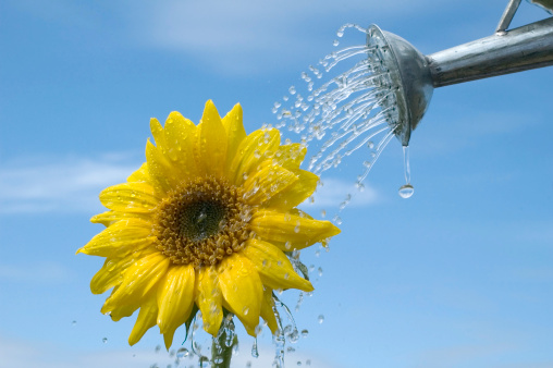 watering can sprays sunflower against wskybackground.