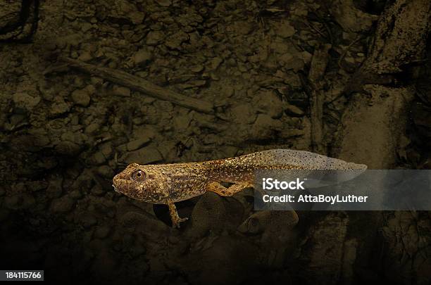 Renacuajo Foto de stock y más banco de imágenes de Renacuajo - Renacuajo, Rana, Rana toro