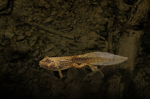 Tadpole Bullfrog tadpole growing legs bullfrog photos stock pictures, royalty-free photos & images