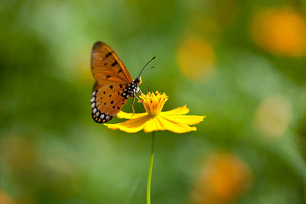 istock Fritillary butterfly on an orange Cosmos flower in a meadow 184115854