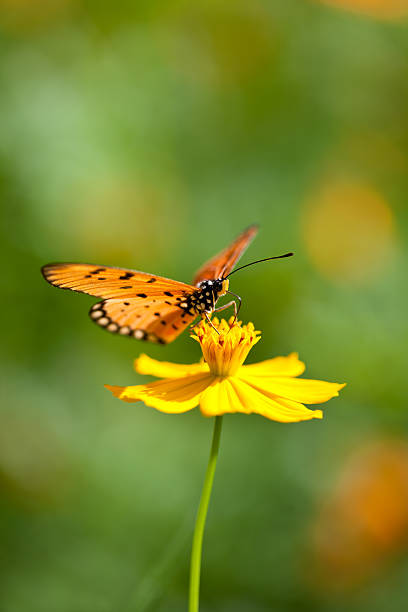 istock Fritillary butterfly on an orange Cosmos flower in a meadow 184115856