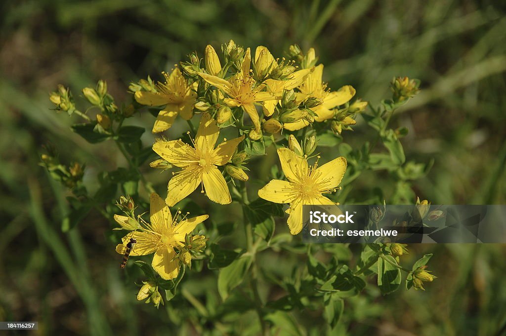 Hypericum perforatum no meadow - Foto de stock de Amarelo royalty-free