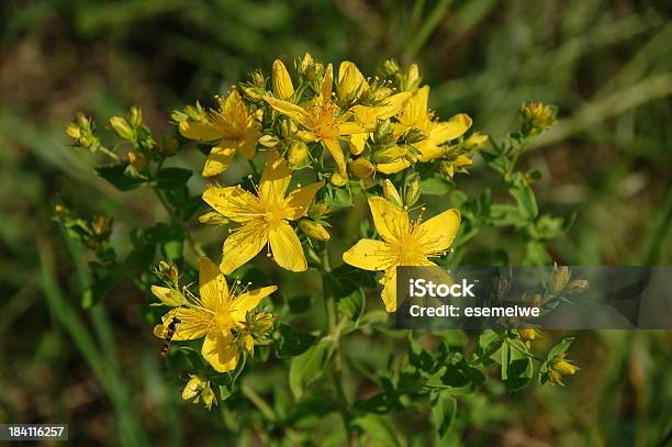 Foto de Hypericum Perforatum No Meadow e mais fotos de stock de Amarelo - Amarelo, Beleza, Cabeça da flor