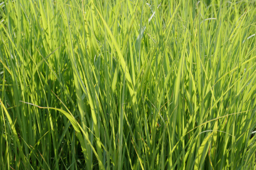 Tall Grass Close-ip