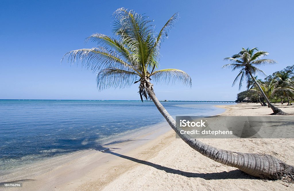 Leaning Palm Tree on beach "Palm tree leaning over sandy beach. Roatan, Honduras" Beach Stock Photo