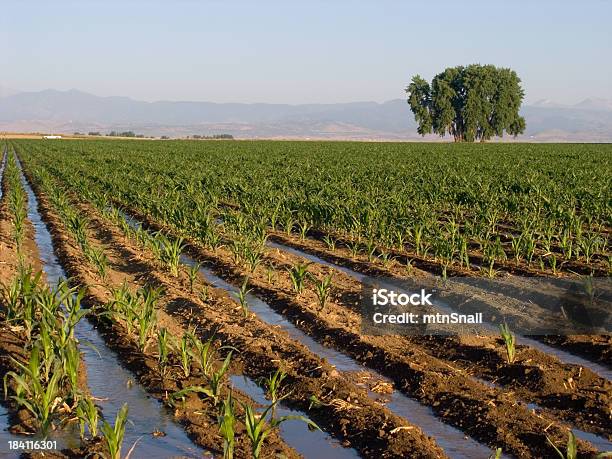 Campo Di Mais 5 - Fotografie stock e altre immagini di Agricoltura - Agricoltura, Albero, Ambientazione esterna