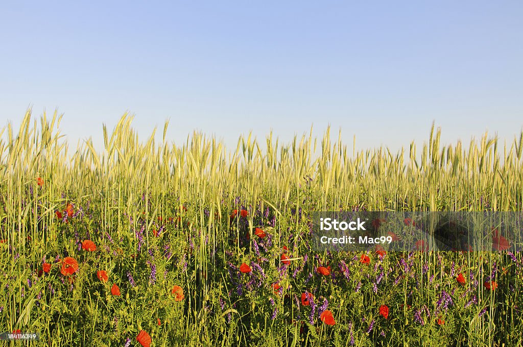 Kwiaty w polu zbóż - Zbiór zdjęć royalty-free (Kwiat - Roślina)