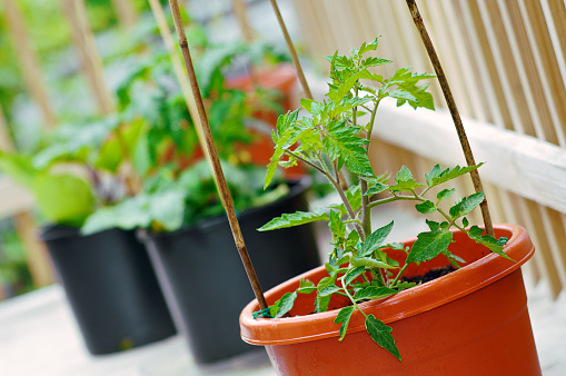 Container garden with tomato plants on a roof deck