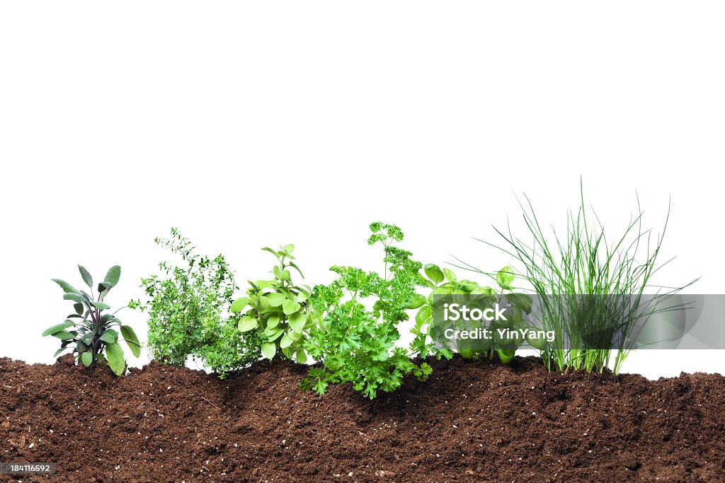 Herb Garden Piantina di semenzaio piante che crescono in verdura fresca giardinaggio sporco - Foto stock royalty-free di Orto