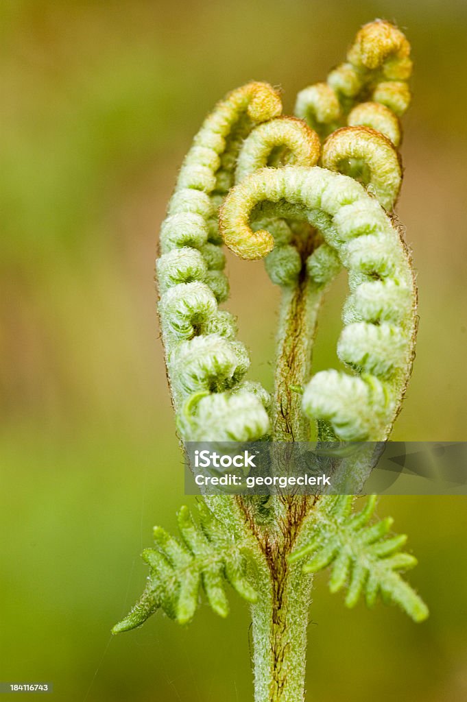Unfurling Fern Close up of small, growing fern, Nature Stock Photo